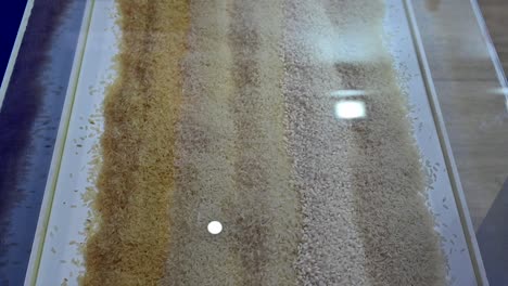 different type of rice displayed during the gulf food exhibition in the united arab emirates