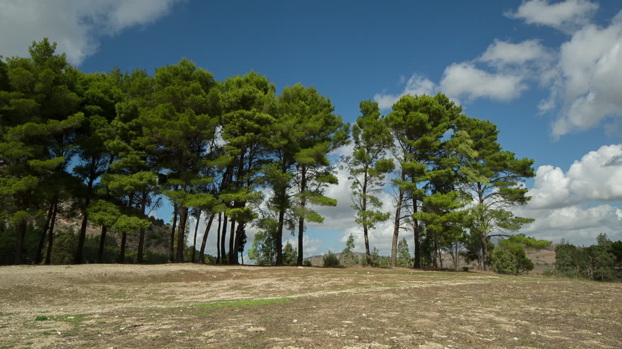 Segesta Sicilia Alberi 00