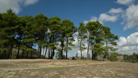 segesta sicilia árboles 00