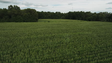 Rural-Scene-Of-An-Agriculture-Land-With-Growing-Corn-Fields