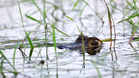 Jacare-Caiman-eyes-sticking-out-of-water-in-marsh-in-Barba-Azul-Nature-Reserve,-Bolivia