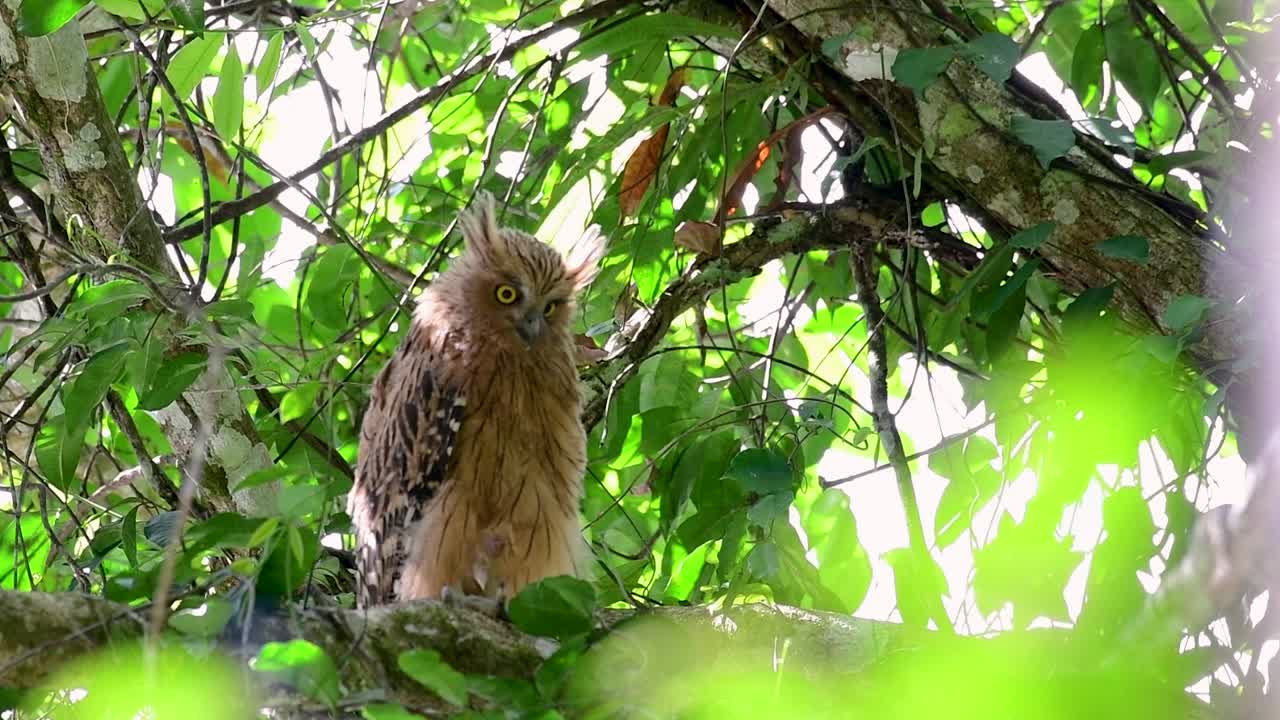 부엉이는 큰 부엉이이지만 4마리의 부엉이 중 가장 작다.
