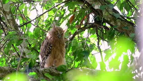 The-Buffy-Fish-Owl-is-a-big-owl-and-yet-the-smallest-among-the-four-Fish-Owls