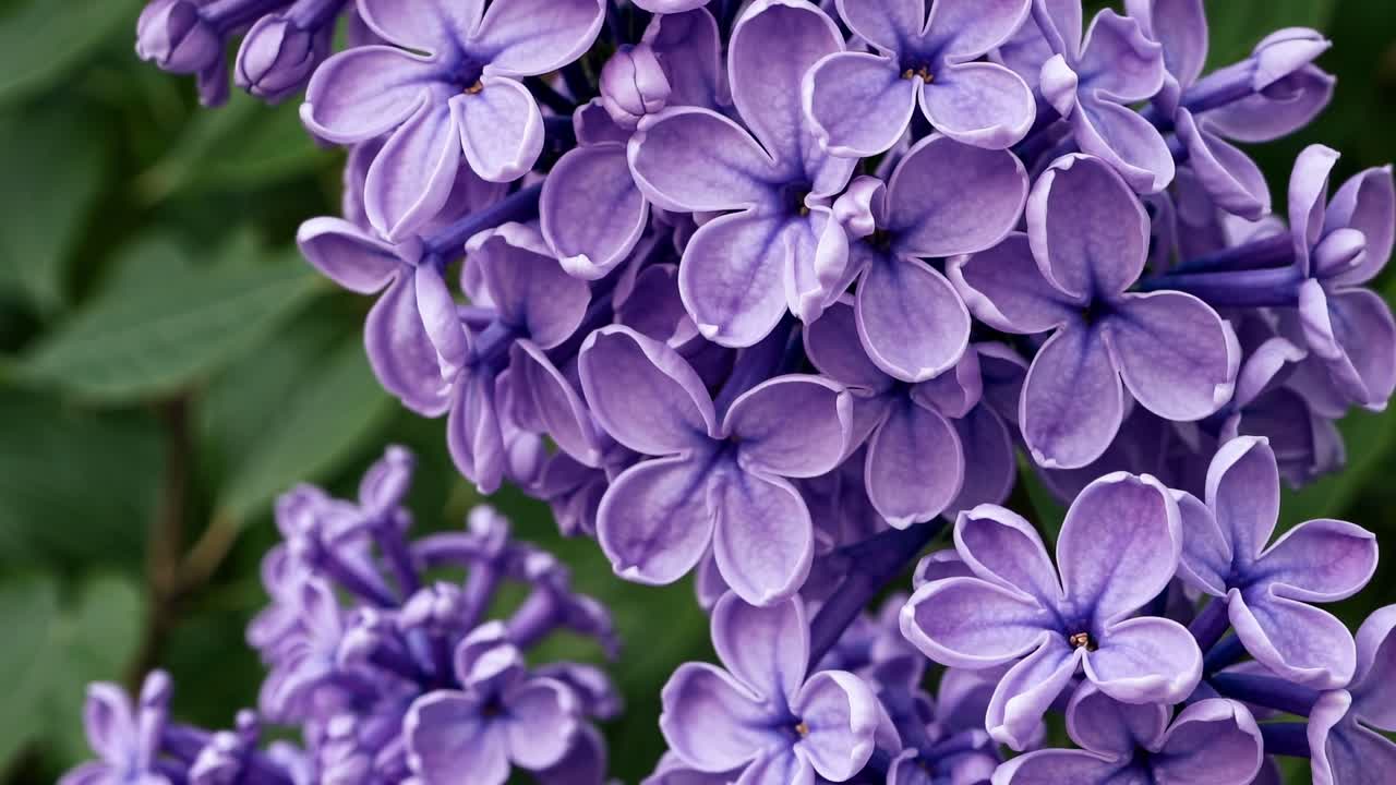 Ripresa video ravvicinata di lillà viola vivaci in fiore, che cattura i dettagli intricati dei petali