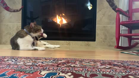 house cat relaxing by a cozy fireplace in winter grooming itself