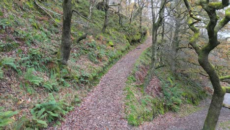 Pathway,-Country-Trail,-leading-through-woodlands-along-the-side-of-a-moorland-river