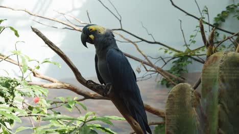 A-parrot-sitting-on-a-branch-inside-a-cage