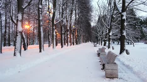 snowy park at dusk