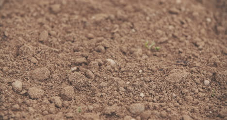 Campo-Cultivado-Fresco