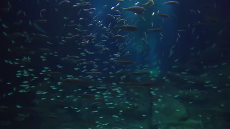 Peces-Y-Tiburón-Cebra-En-Un-Enorme-Acuario-En-París,-Acuario-De-París,-Francia