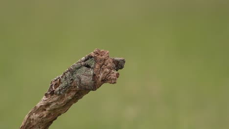 medio, estático, tiro de enfoque cerrado de un pequeño búho en una vuelta de rama vieja y luego volar fuera de la cámara a la derecha, cámara lenta