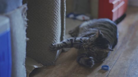 Gestreifte-Katze-Spielt-Und-Kratzt-Teppich,-Während-Sie-Auf-Holzboden-Liegt