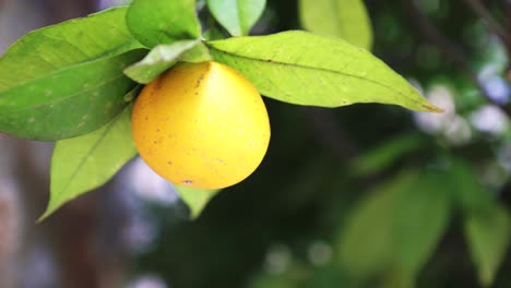 lemon on tree