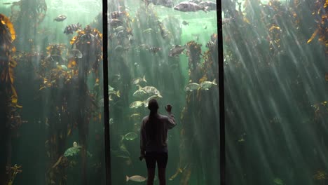 women with mask on walks towards large fish tank at aquarium with fish and kelp in the water and sun-rays shine through