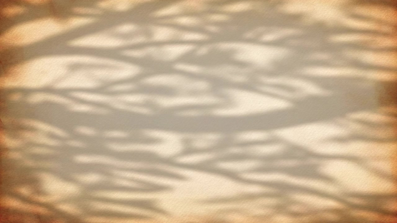 Shadows of tree branches no action observed static scene, in indoor or outdoor setting with light filtering through, with tree branches, light, with wooden branches paper or texture.