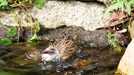 pájaro disfrutando de un baño en un arroyo