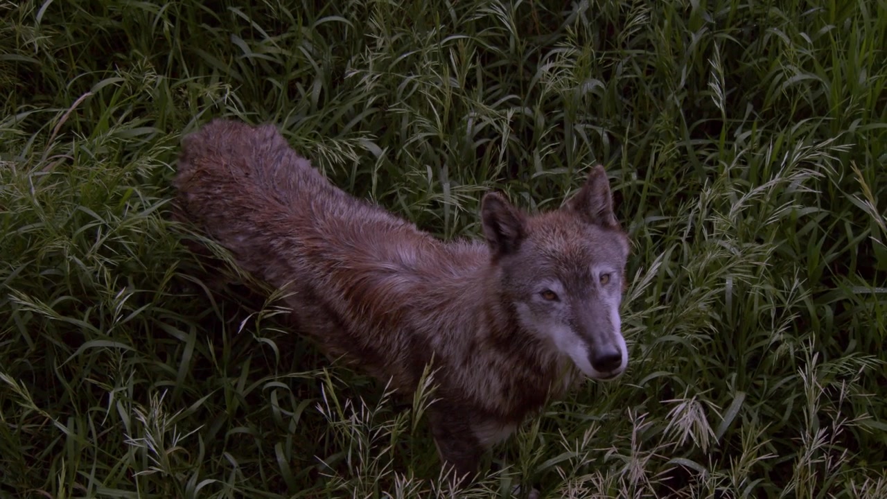 An Alaskan Tundra Wolf name Shasta