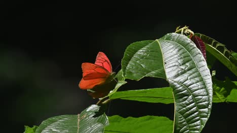 Facing-the-right-while-perched-on-a-leaf-and-then-flies-away-as-a-Marbled-Map,-Cyrestis-cocles,-arrives