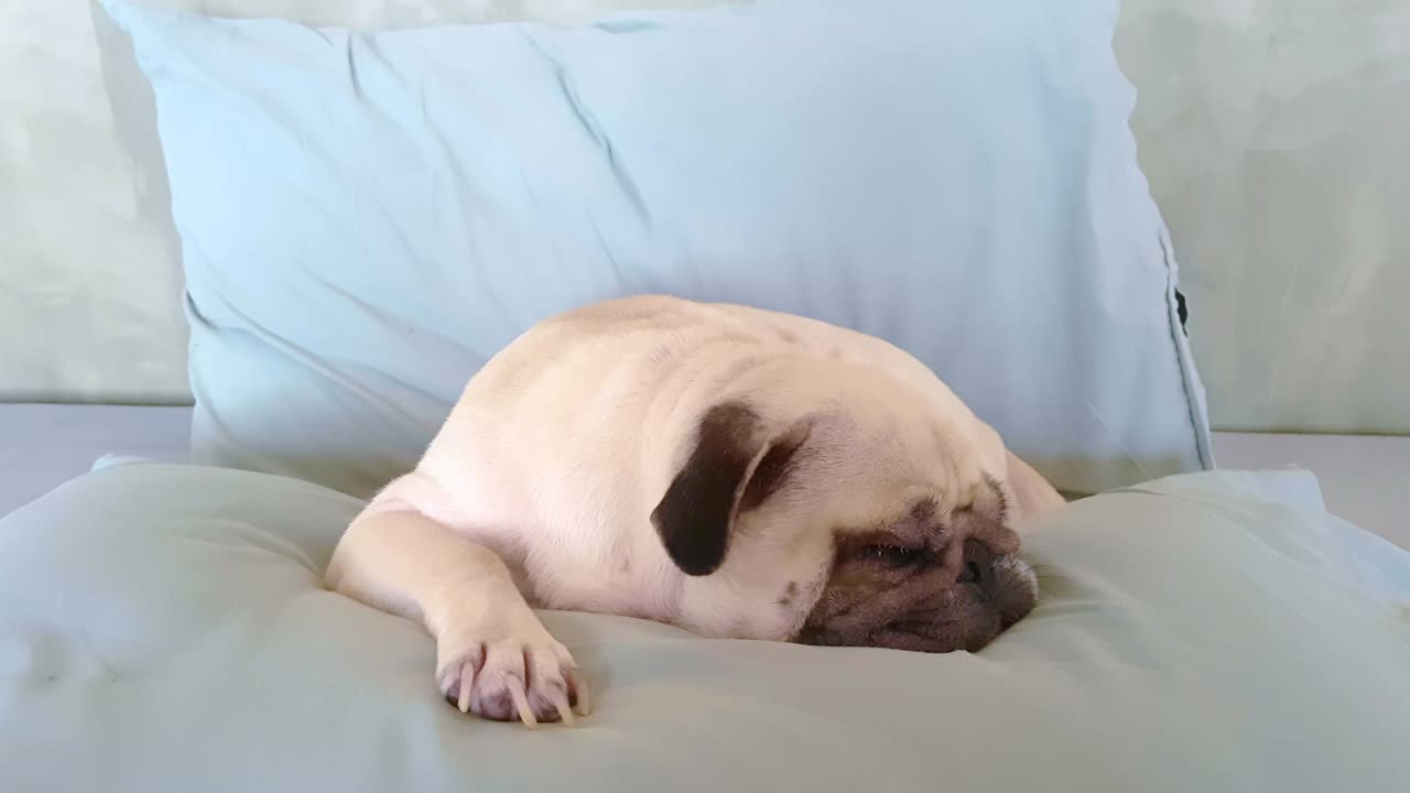 Pug dog having a siesta an resting in bed on a pillow on his back, tongue sticking out looking very funny
