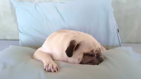 perro pug teniendo una siesta un descansando en la cama en una almohada en la espalda, la lengua sobresaliendo mirando muy gracioso