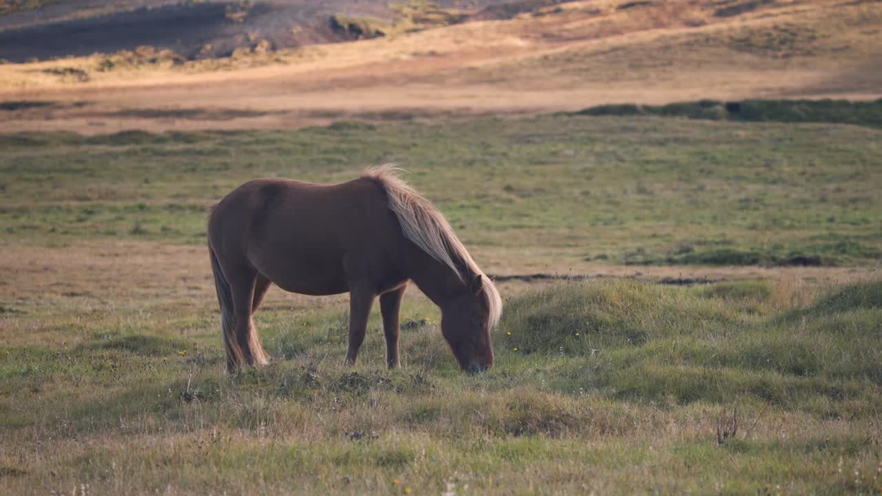 caballo islandés castaño pastando solo en un campo de hierba al atardecer