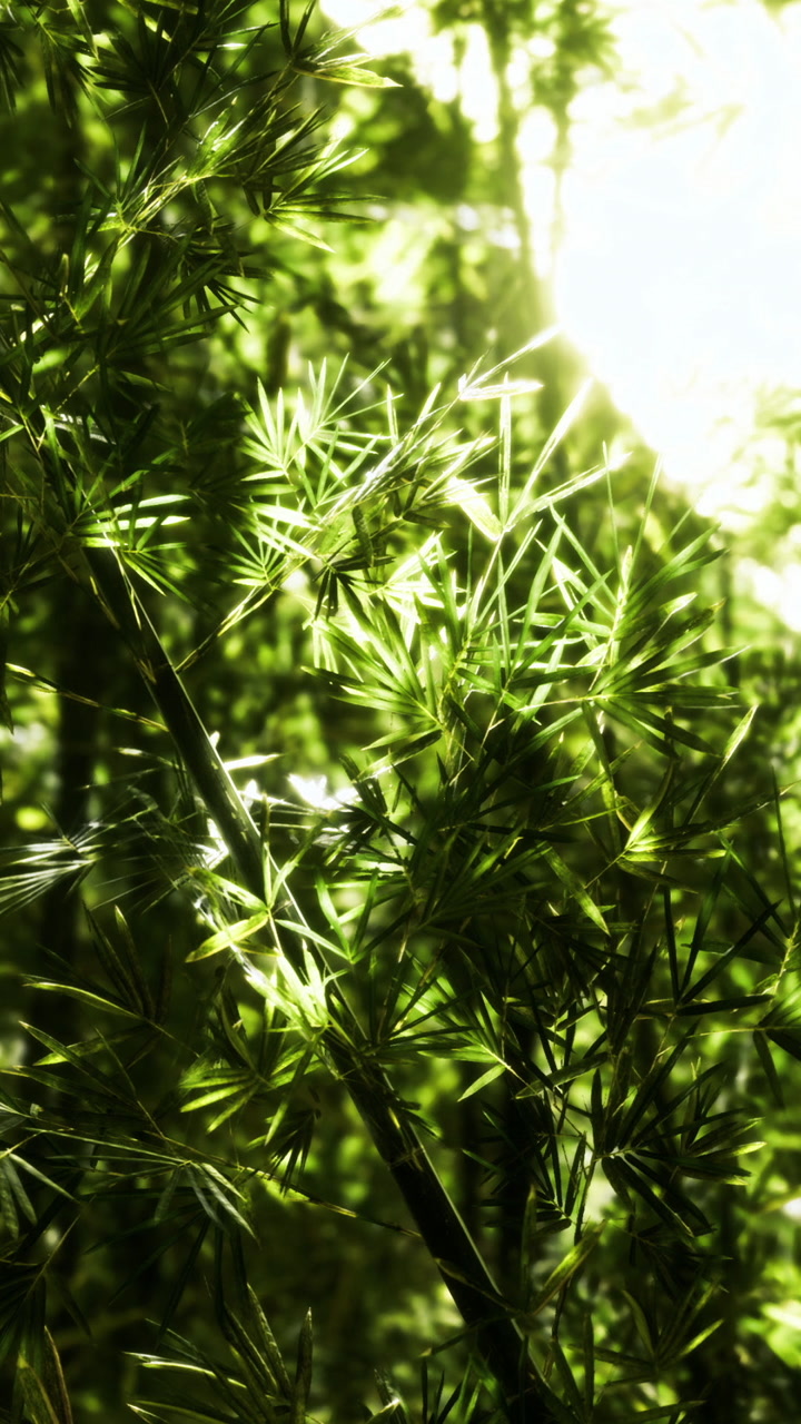Glowing green bamboo leaves dance in sunlight during a serene afternoon