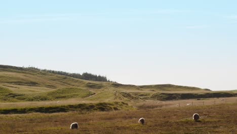 Tres-Ovejas-En-Un-Campo-Al-Atardecer-En-Islandia