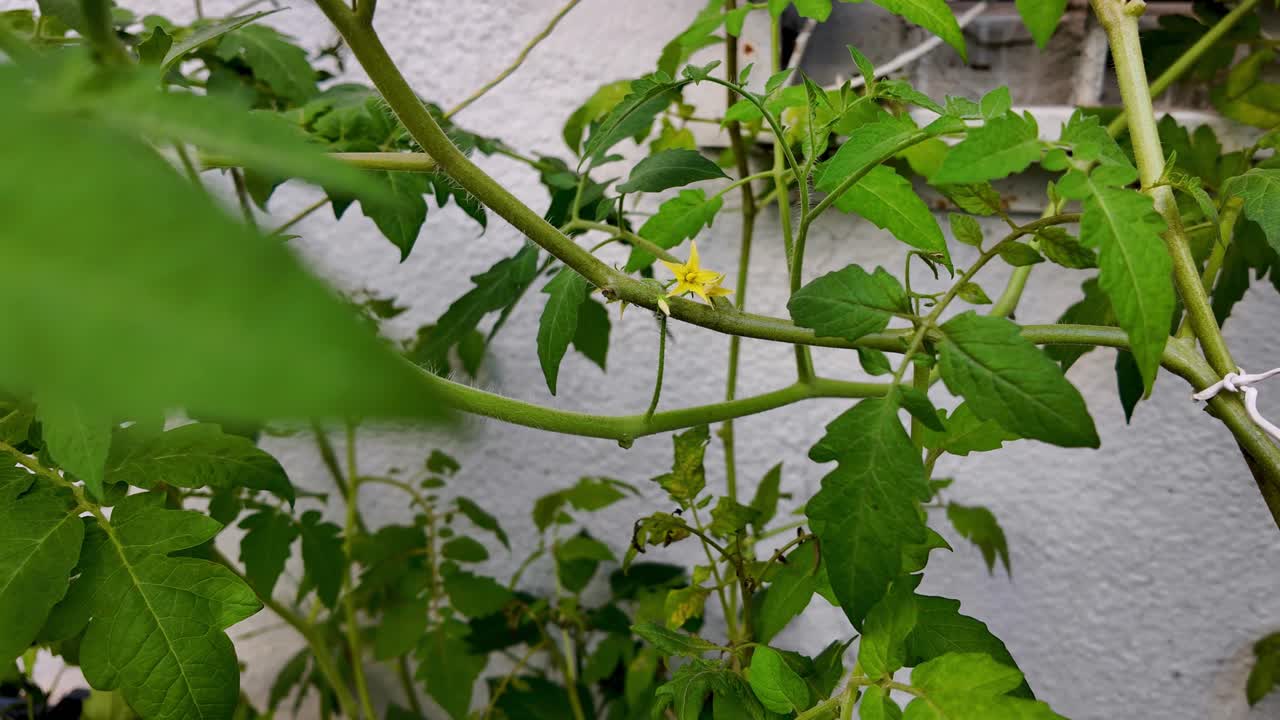 Tomatoes cherry plant and yellow flower, tropical garden native to South America,
