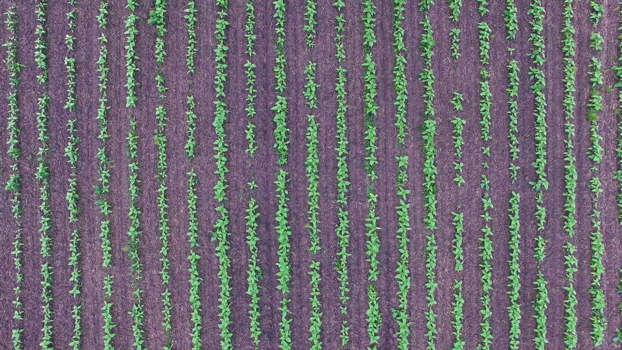 Un trattore traina nel campo un coltivatore che taglia le erbacce.