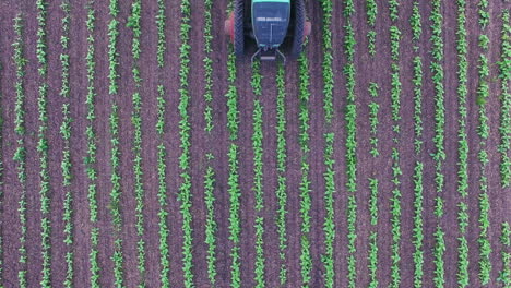 tractor pulls on the field cultivator which cuts the weeds