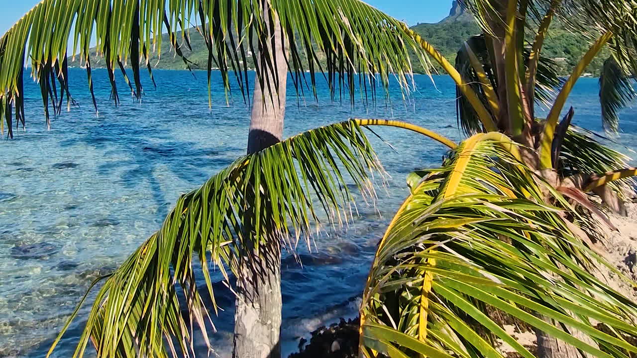 Ostrov Bora Bora, Francouzská Polynésie. Palma a tyrkysová laguna