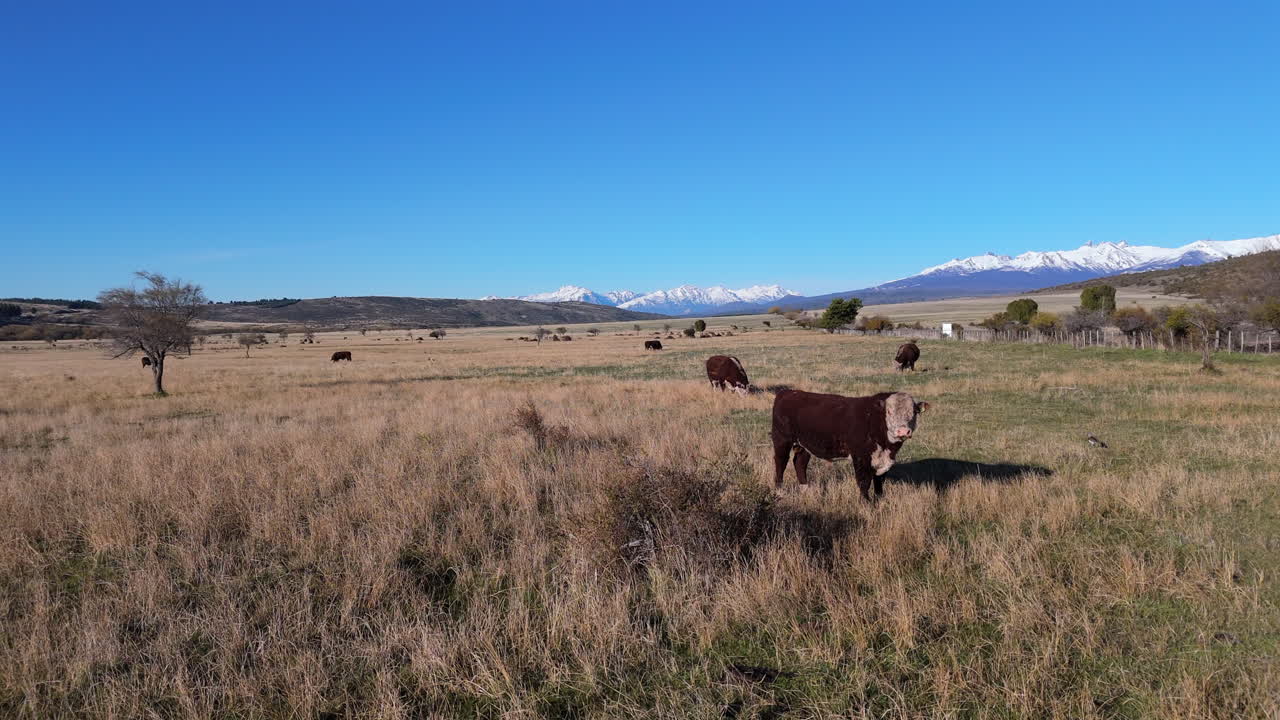 A bull is standing in an open grass field in the background lots of cows can be found on a big mountain with white snow on its top