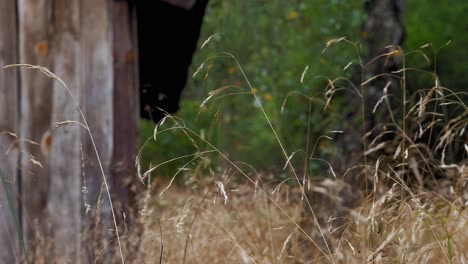 Old-Wooden-Cottage-With-Golden-Grass-Field-At-The-Forest-Near-Prądzonka-Village-In-Poland