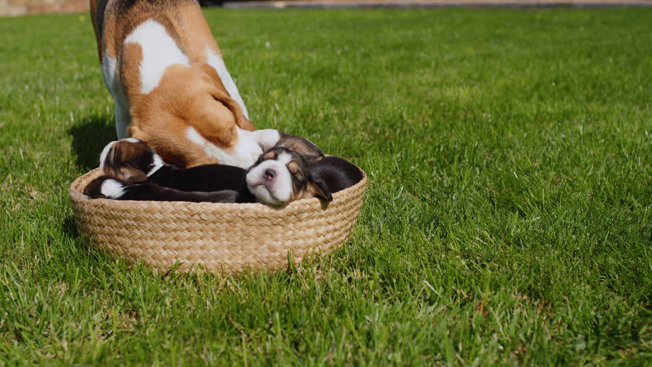 A dog of the Beagle breed touchingly cares for small puppies that lie in a basket on the lawn