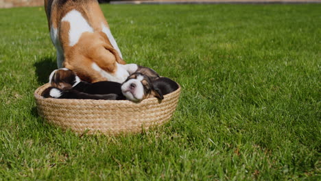 un perro de la raza beagle cuida con cariño a los cachorros pequeños que yacen en una cesta en el césped