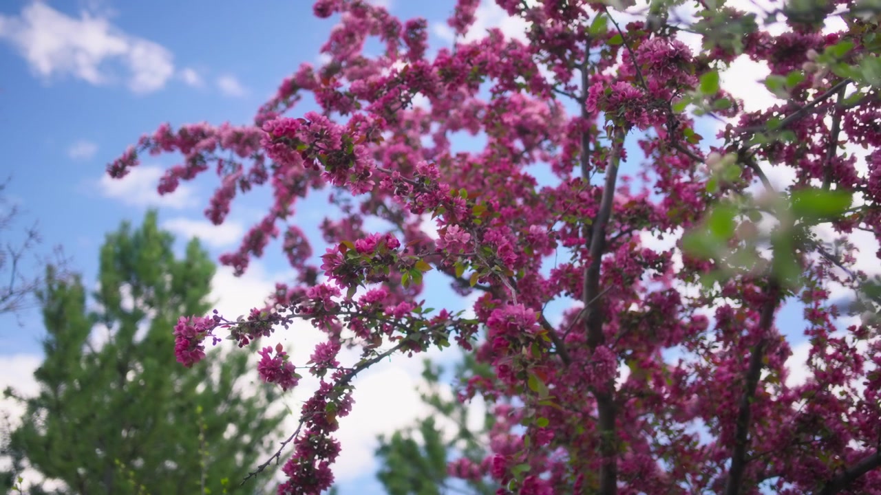 İlkbaharda pembe çiçekler açan kiraz ağaçları.