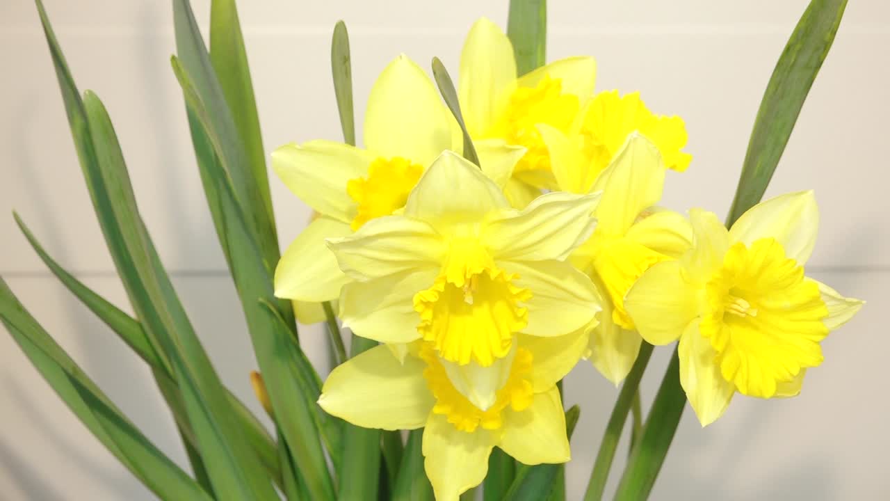 Close-up de narcisos amarelos vibrantes com centros em forma de trombeta e folhas verdes longas. Flores frescas de primavera arranjadas em ambiente interno contra um fundo neutro suave.