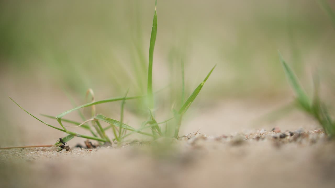 クロオオアリが協力して砂粒を巣に運び込む