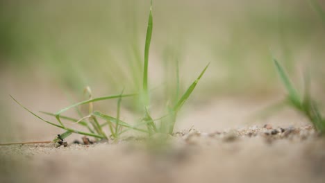 Schwarze-Gartenameisen-Nutzen-Teamarbeit,-Um-Ein-Stück-Sand-Zu-Ihrer-Kolonie-Zu-Bringen