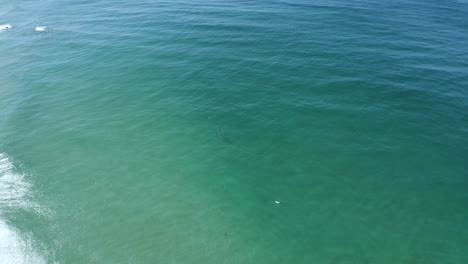 Disparo-De-Dron-De-4k-De-Un-Grupo-De-Delfines-Felices-Buscando-Comida-Juntos-En-El-Mar-Azul-Del-Océano