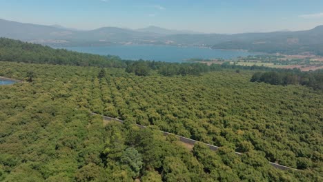 drone shot of avocado fields in michoacan near zirahuen lake