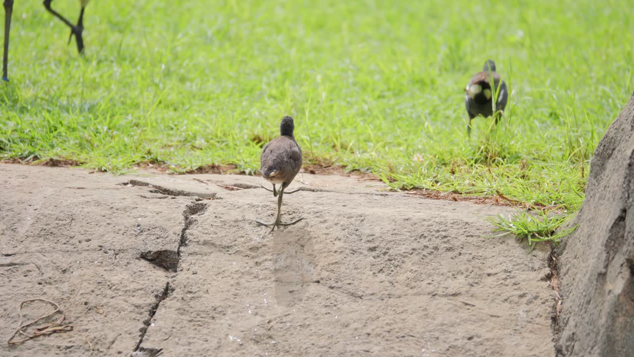 Common Moorhen chick swims, then walks out onto rocks and grass after parent