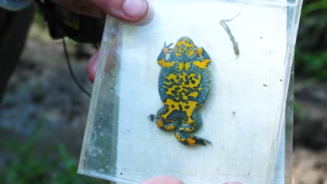 gran sapo de vientre amarillo hembra en un caso de cd. verdun francia