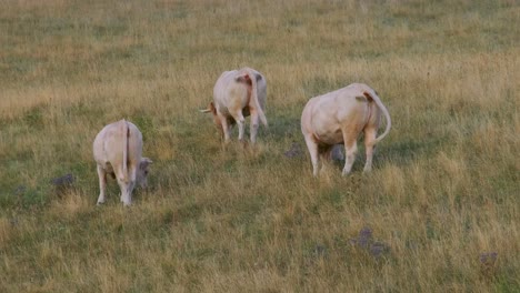 Tres-Ganado-Chianina-Pastando-En-Los-Campos-De-Umbría,-Italia