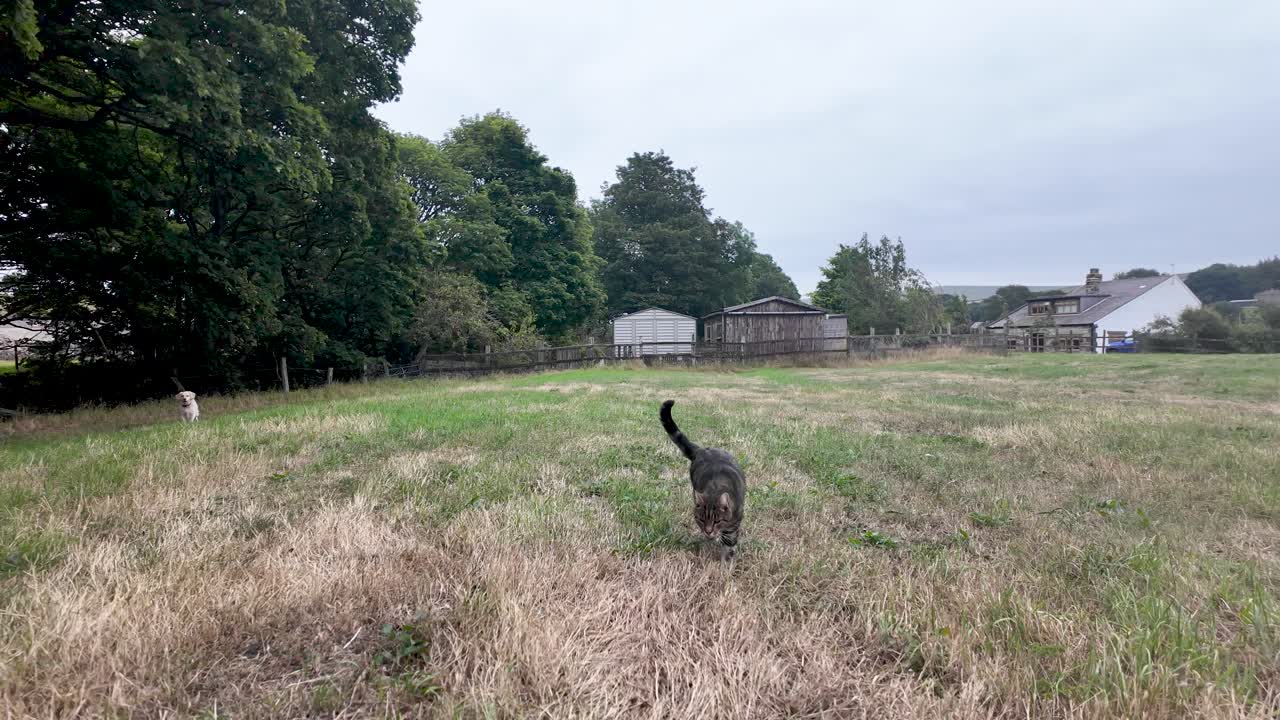 A cat strolls through a grassy field surrounded by countryside scenery under an overcast sky