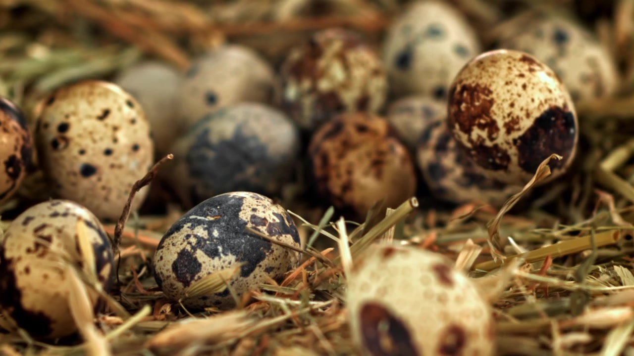 Fresh Quail Eggs Falling onto Straw in Slow Motion