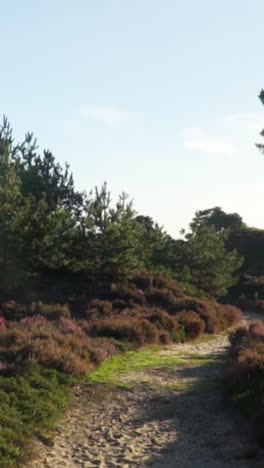 forest path through heath