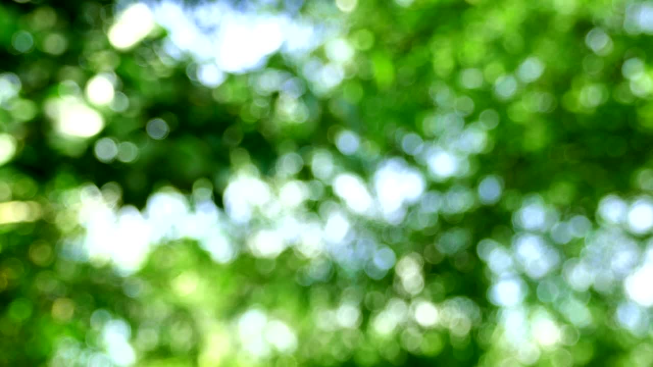 4kモーション 緑のボケ 葉の光