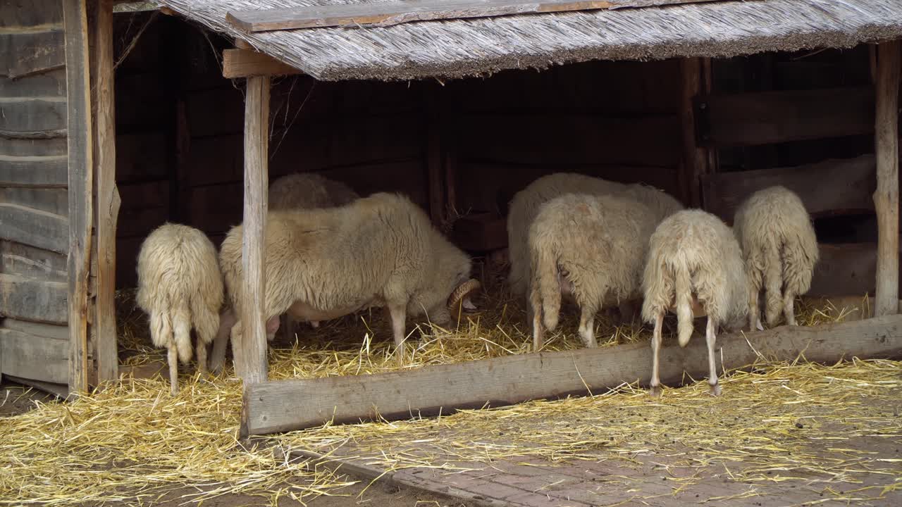 A flock of domestic sheep eating straw in a wooden barn