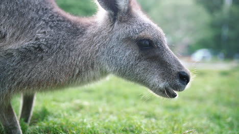 canguro juvenil australiano pastando en prados exuberantes durante el día - primer plano, cámara lenta